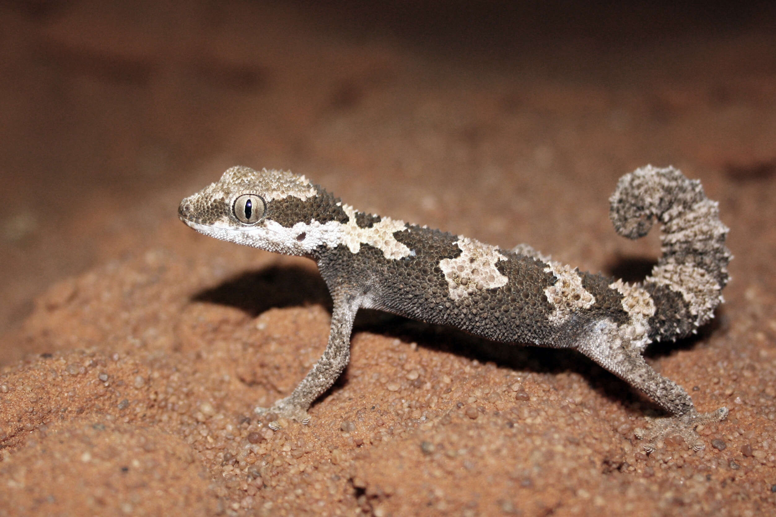 Imagem de Chondrodactylus angulifer Peters 1870