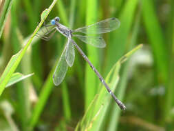 Image de Lestes praemorsus Hagen ex Selys 1862