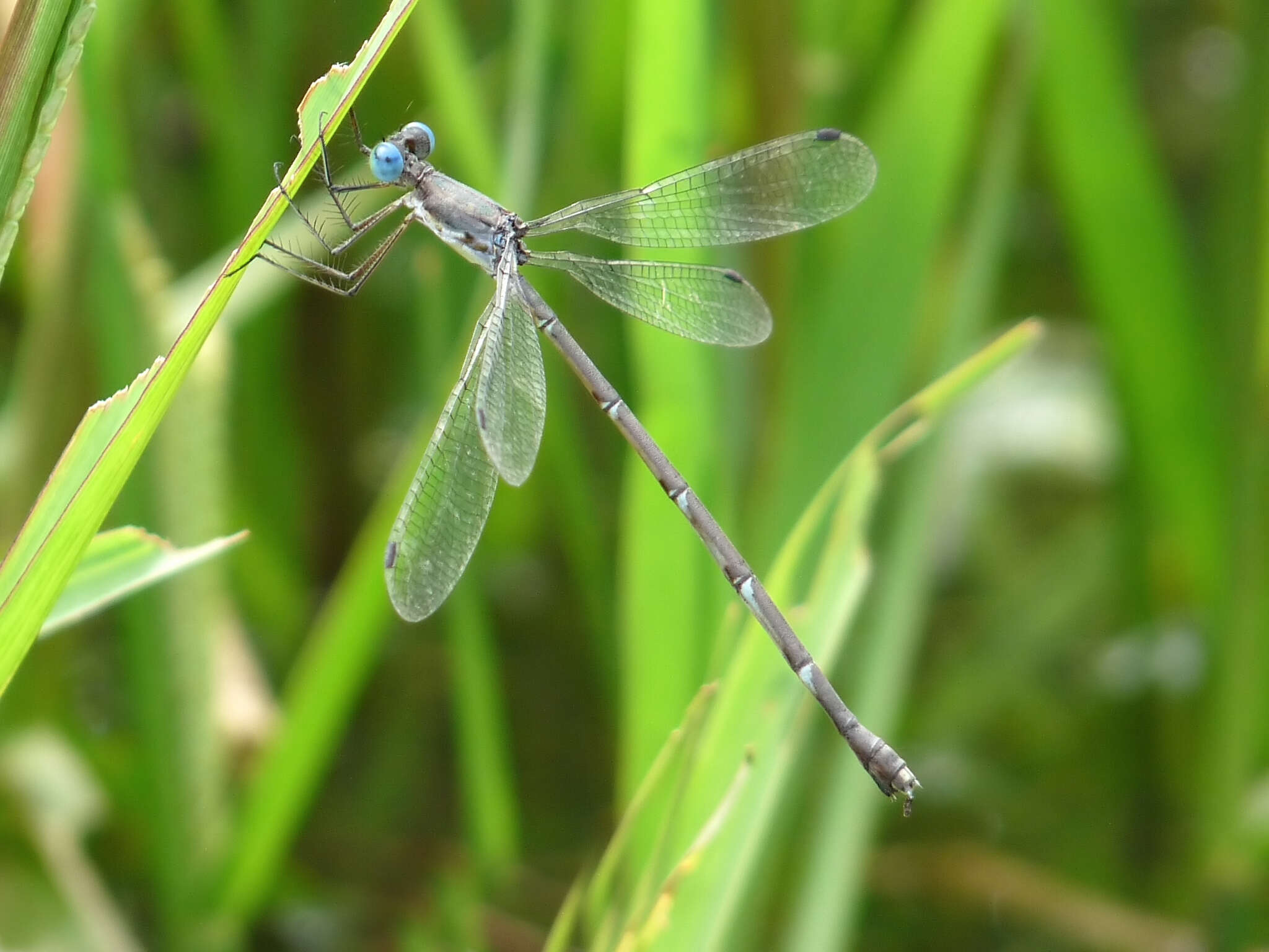 Image de Lestes praemorsus Hagen ex Selys 1862