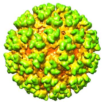 Image of Semliki Forest virus