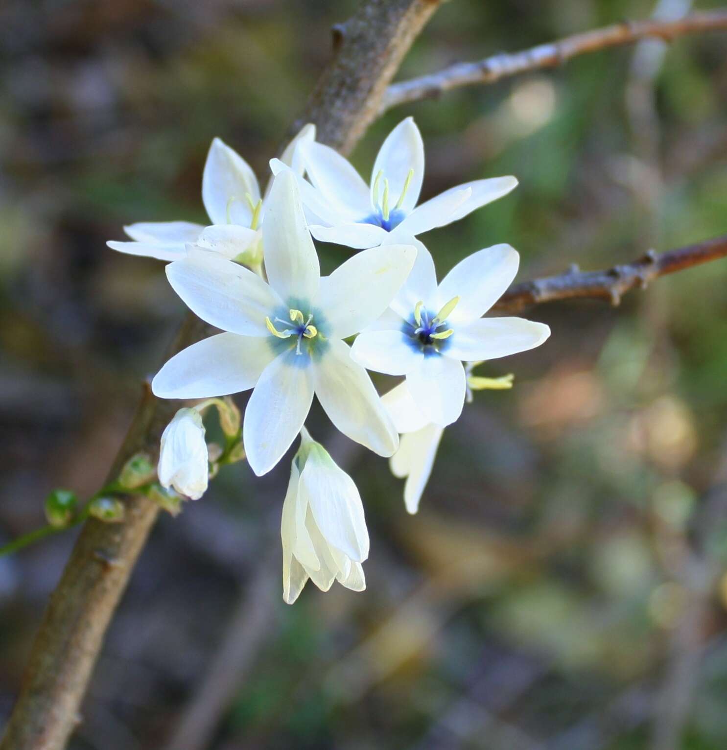 Image of white-and-yellow-flower cornlily