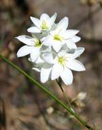 Image of white-and-yellow-flower cornlily