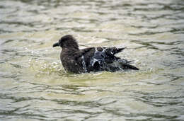 Image of South Polar Skua