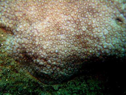 Image of Small knob coral