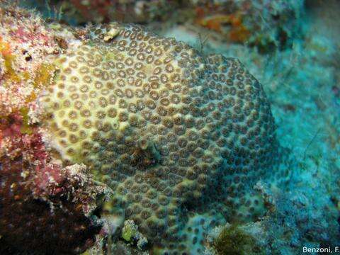 Image of Small knob coral