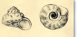 Image of Spectamen philippense (R. B. Watson 1880)