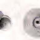 Sivun Zetela semisculpta (Martens 1904) kuva