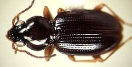 Слика од Bembidion (Semicampa) praticola Lindroth 1963