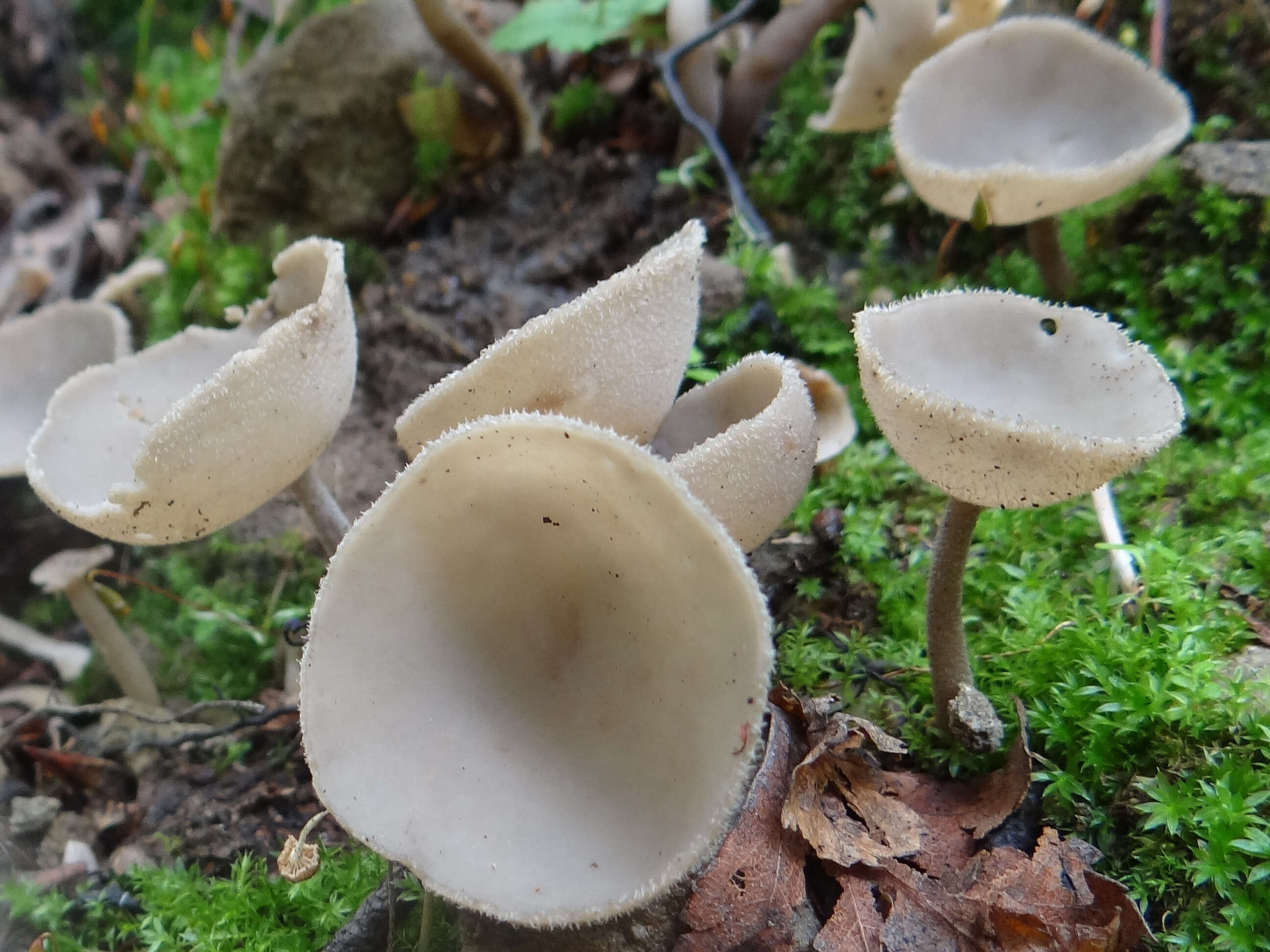 Imagem de Helvella macropus (Pers.) P. Karst. 1871