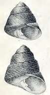 Image of Tegula rustica