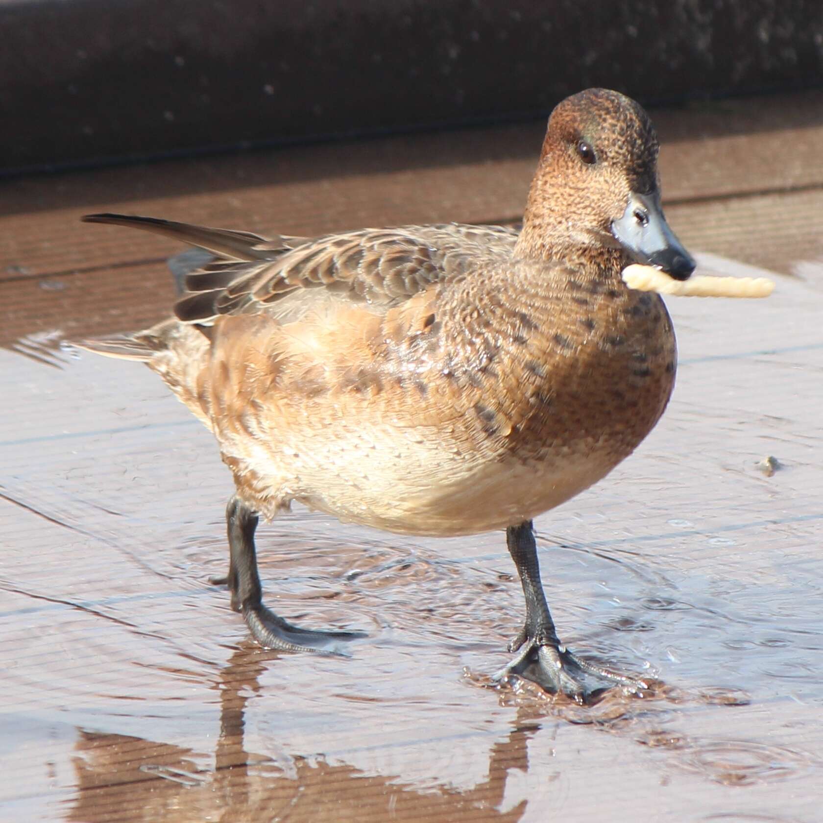 Image of Eurasian Wigeon