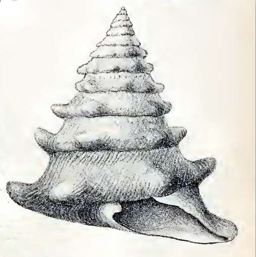 Image of Tectus dentatus (Forsskål ex Niebuhr 1775)