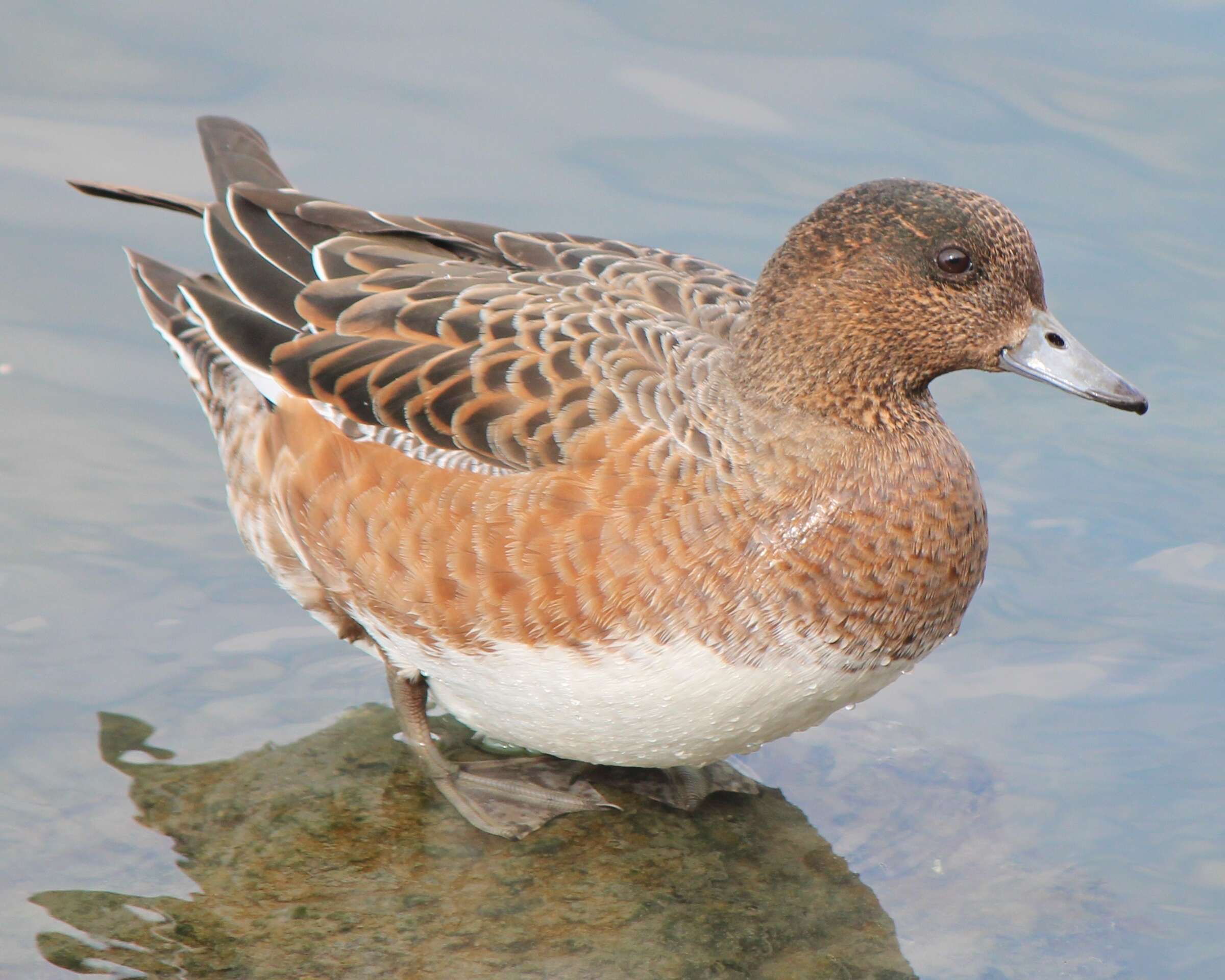 Image of Eurasian Wigeon