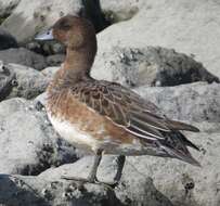 Image of Eurasian Wigeon