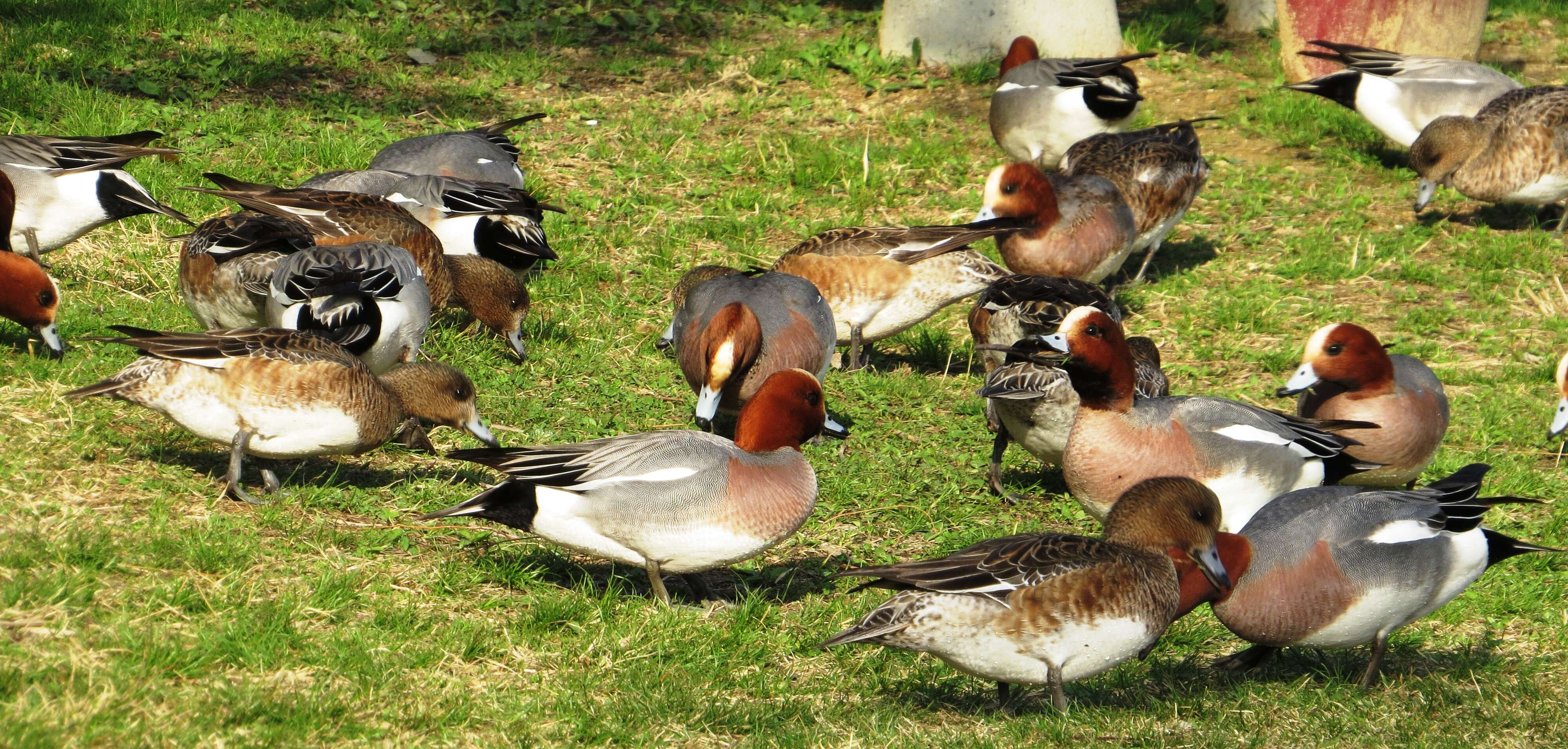 Image of Eurasian Wigeon