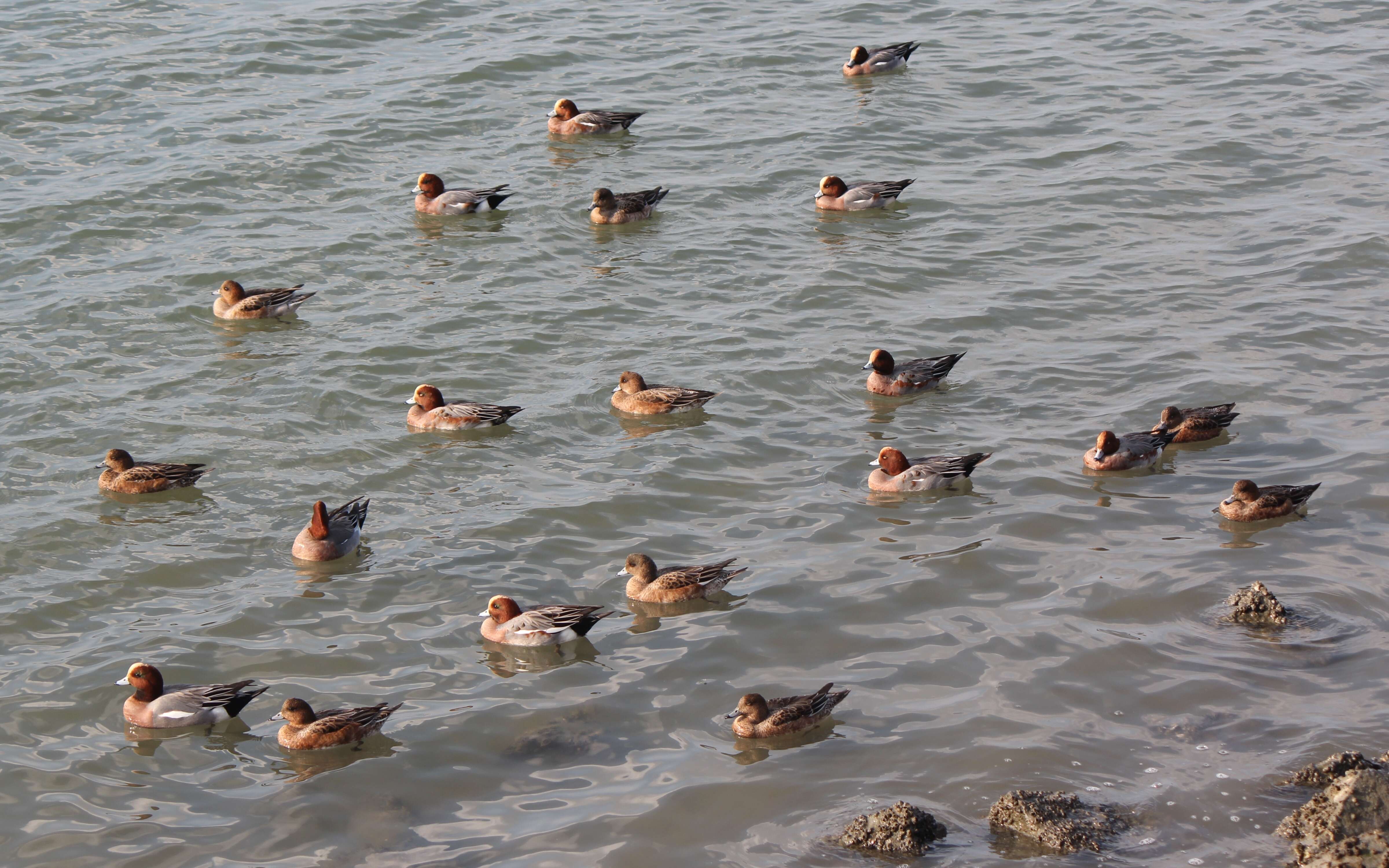 Image of Eurasian Wigeon