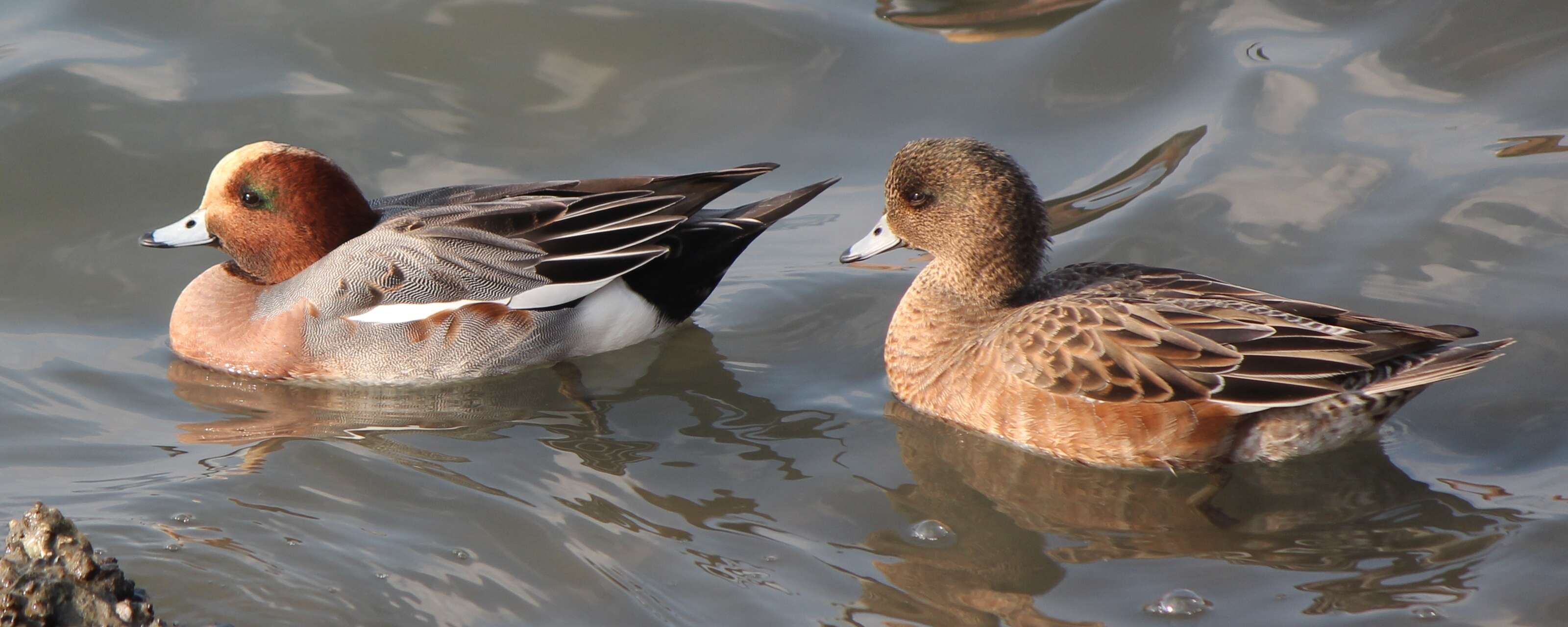 Image of Eurasian Wigeon