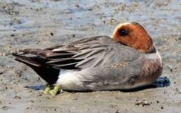 Image of Eurasian Wigeon