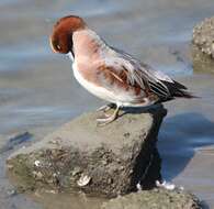 Image of Eurasian Wigeon