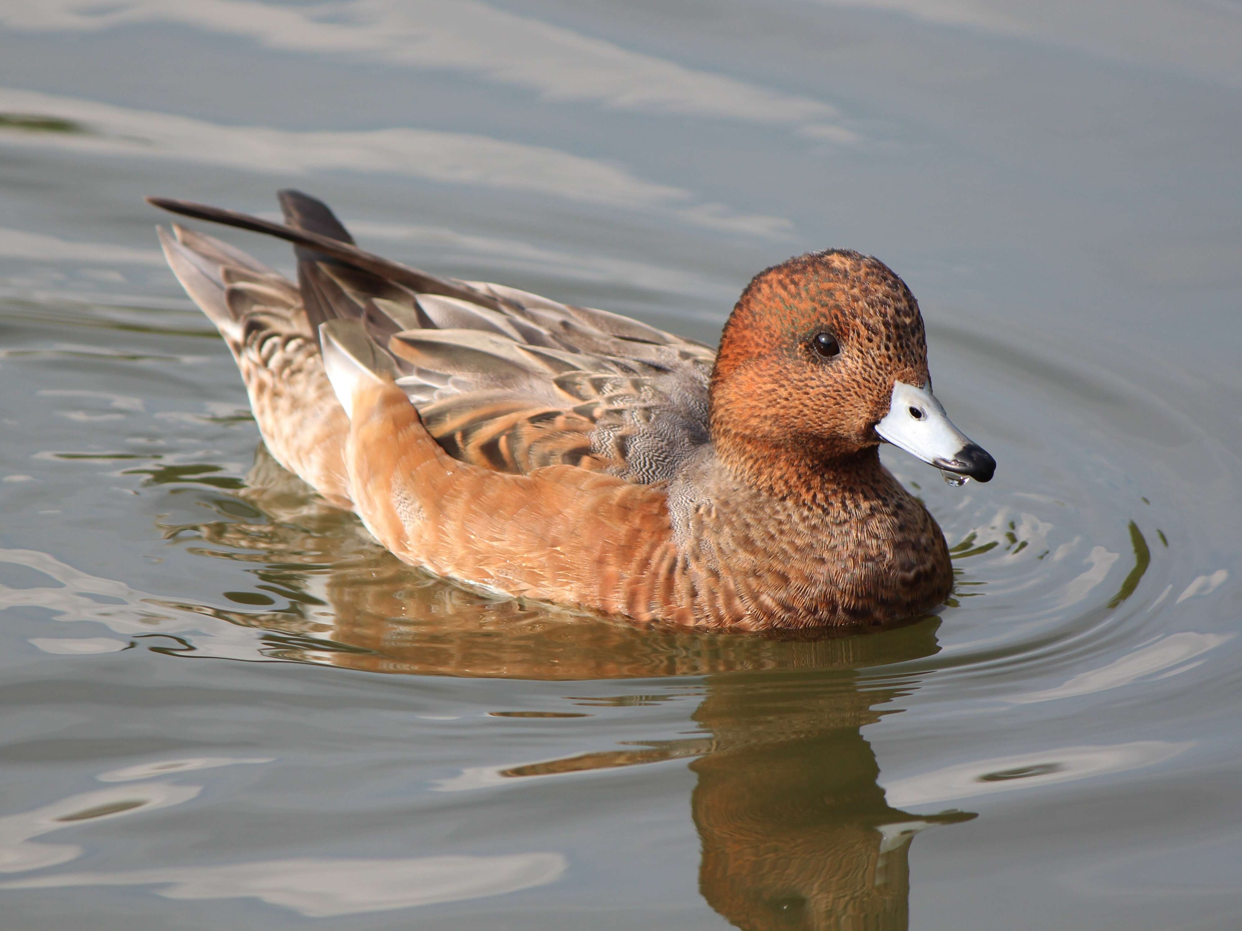 Image of Eurasian Wigeon