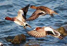 Image of Eurasian Wigeon