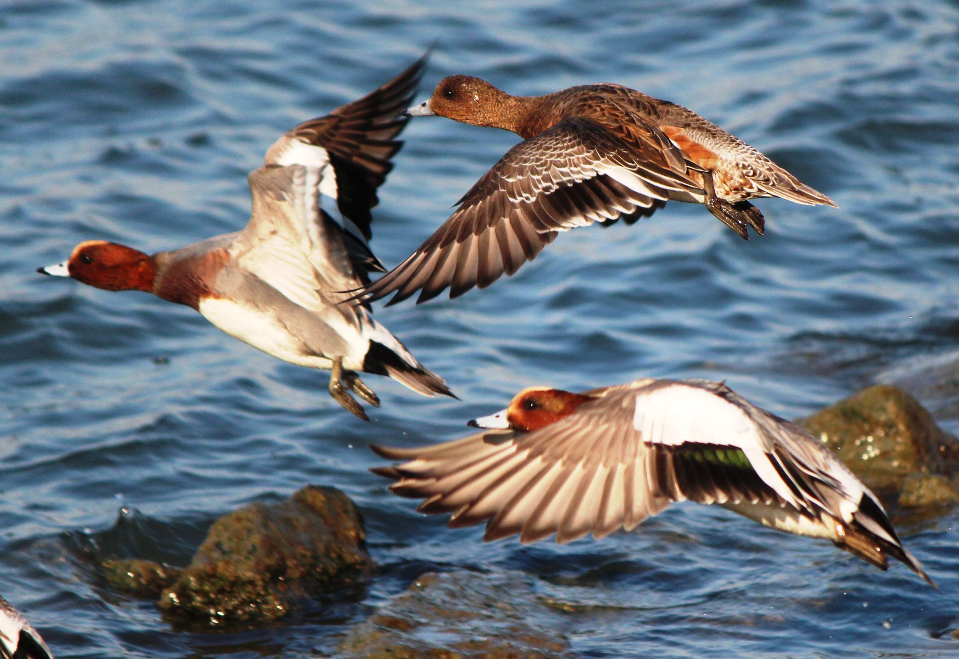 Image of Eurasian Wigeon