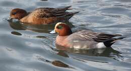 Image of Eurasian Wigeon