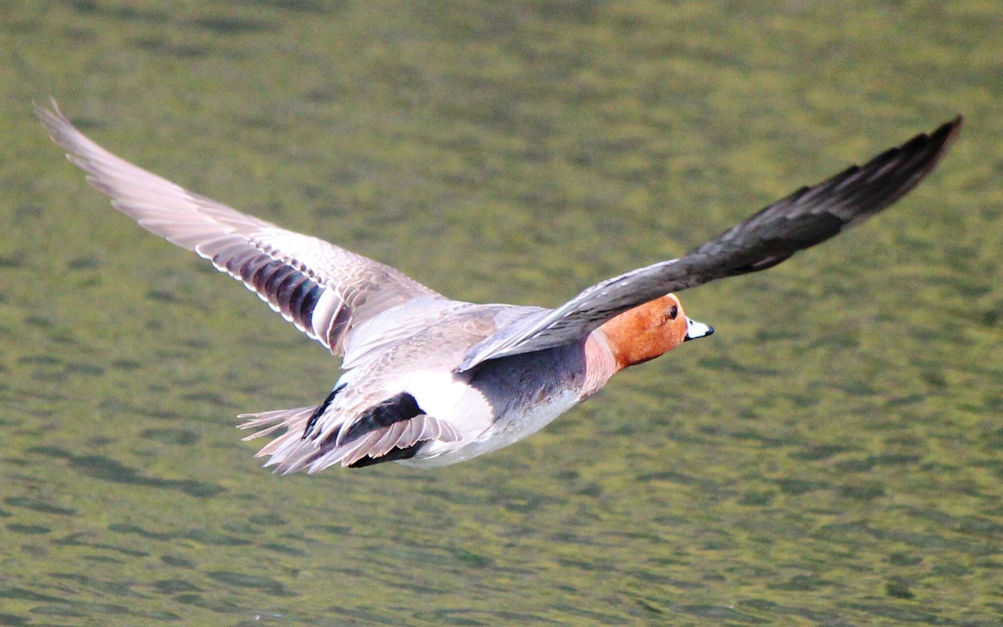 Image of Eurasian Wigeon