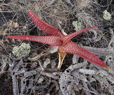 Image of Aloe mawii Christian