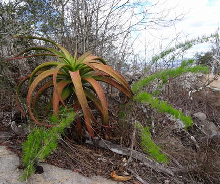 Image of Aloe mawii Christian