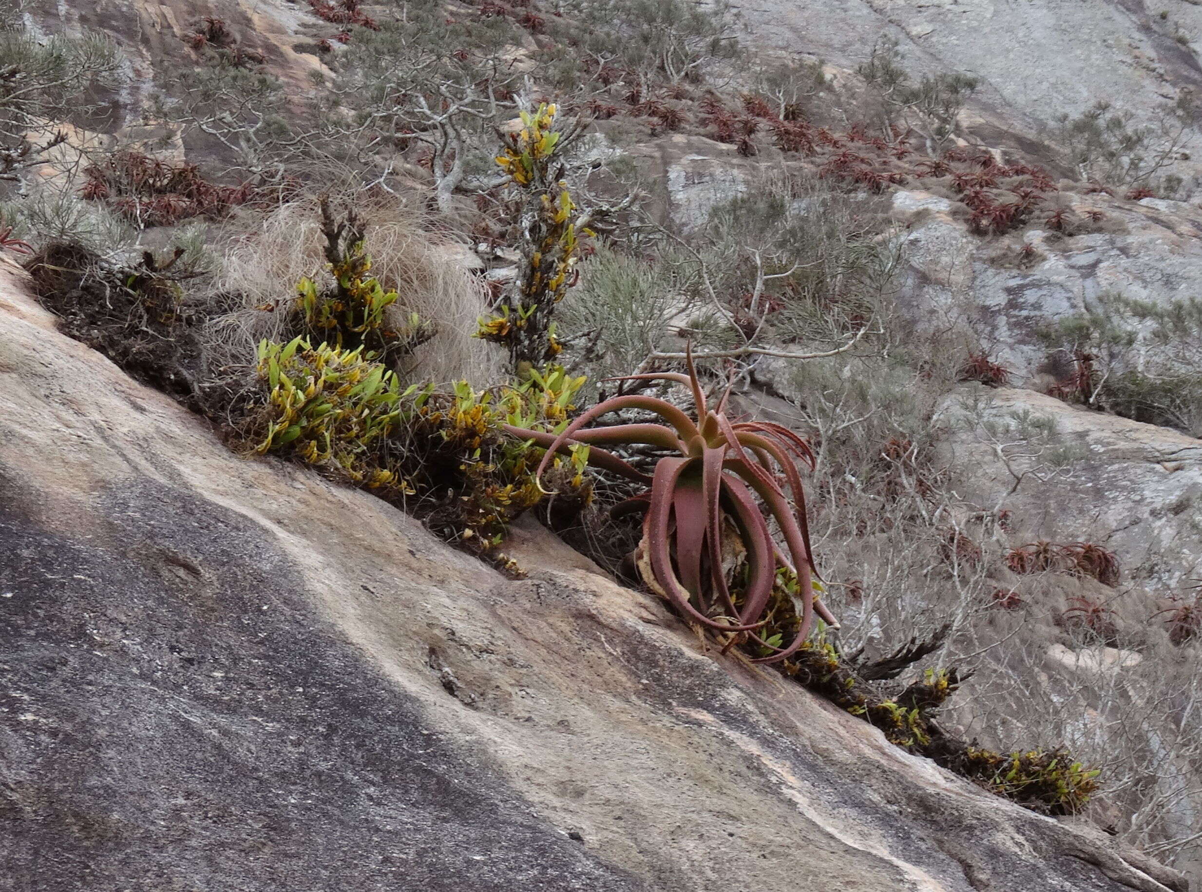 Image of Aloe mawii Christian