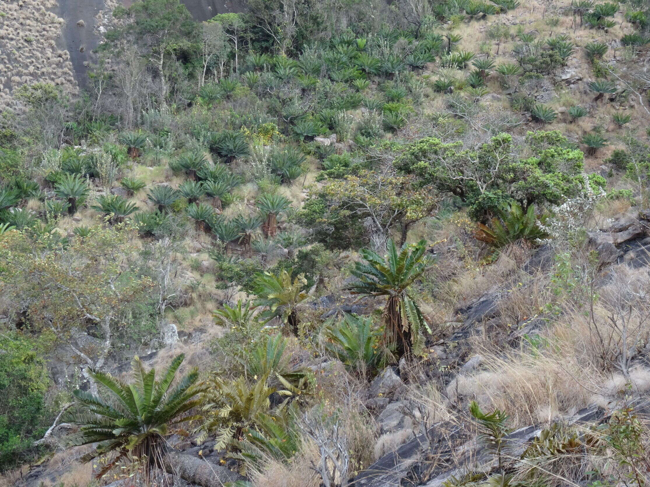 Image of Turner's Cycad