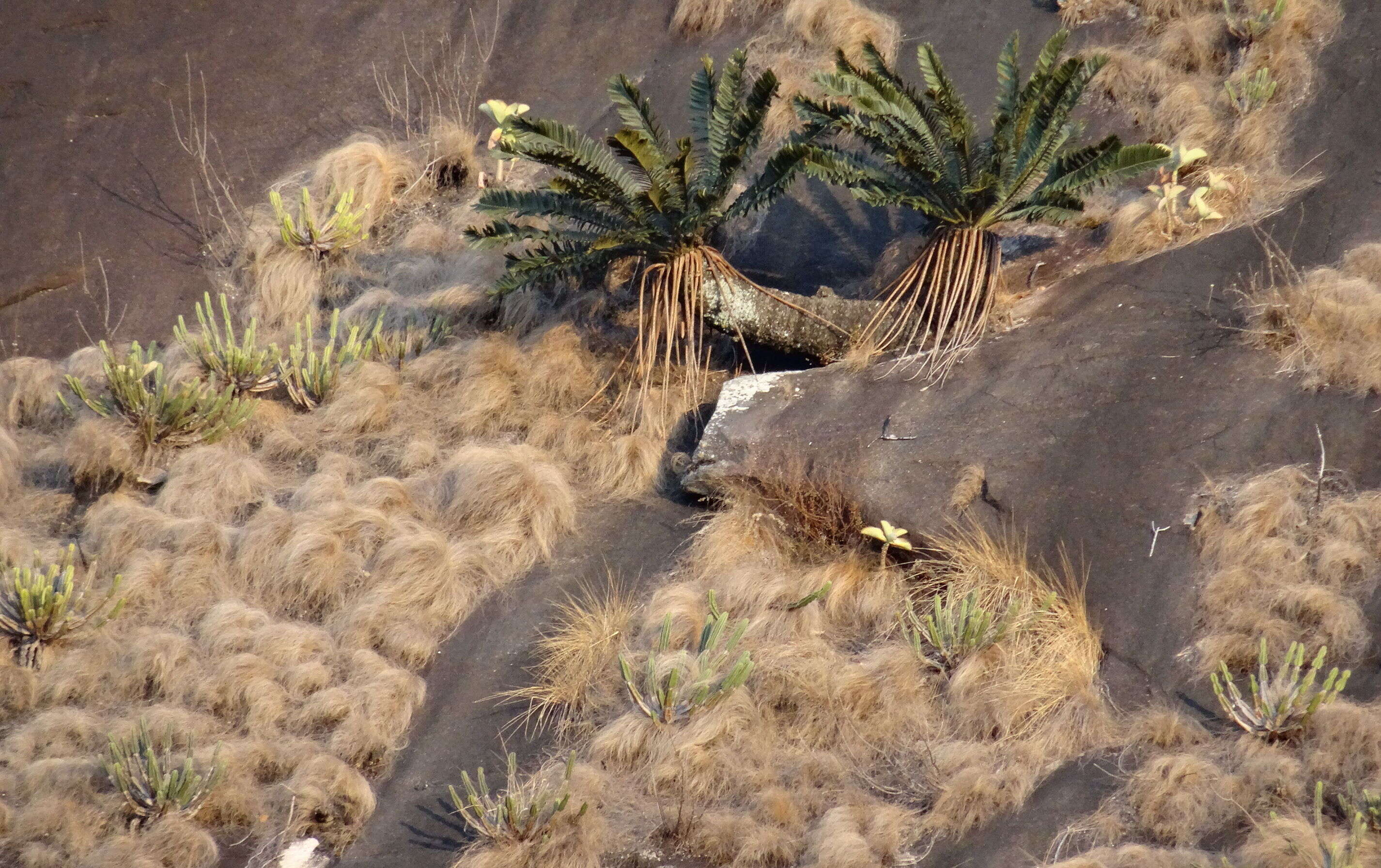 Image of Turner's Cycad