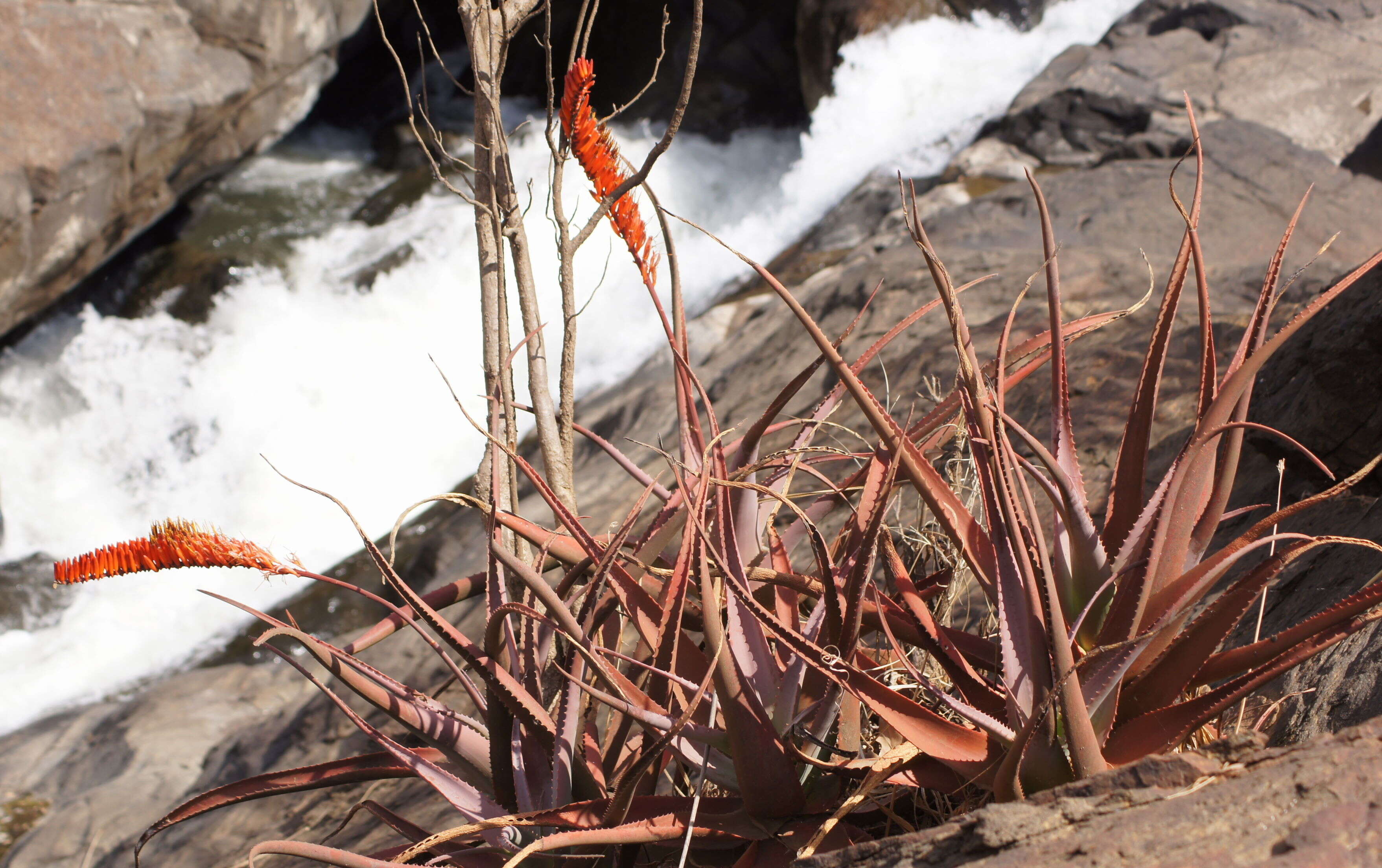 Image of Aloe mawii Christian