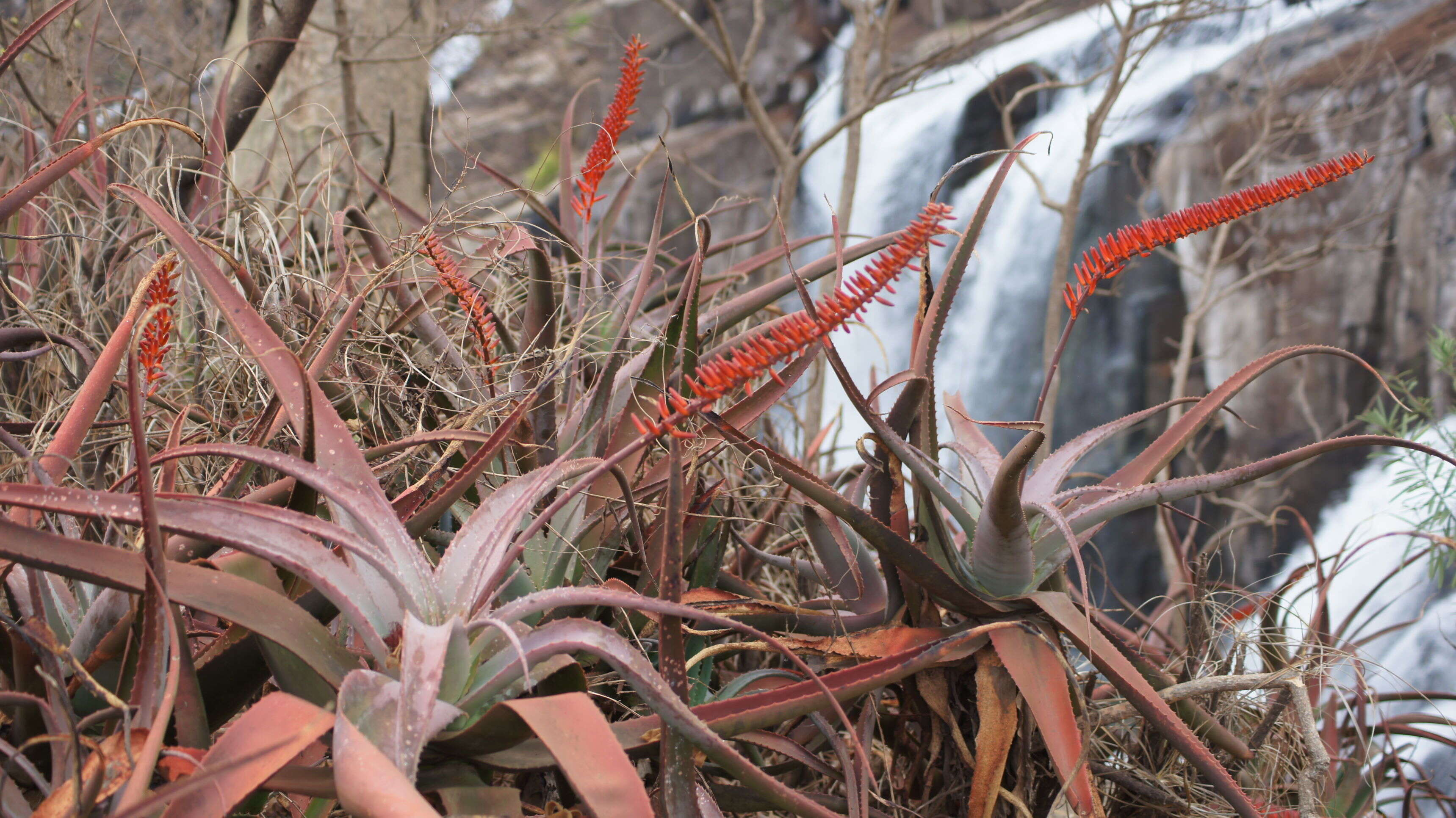 Image of Aloe mawii Christian