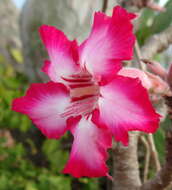 Image de Adenium obesum subsp. multiflorum (Klotzsch) G. D. Rowley