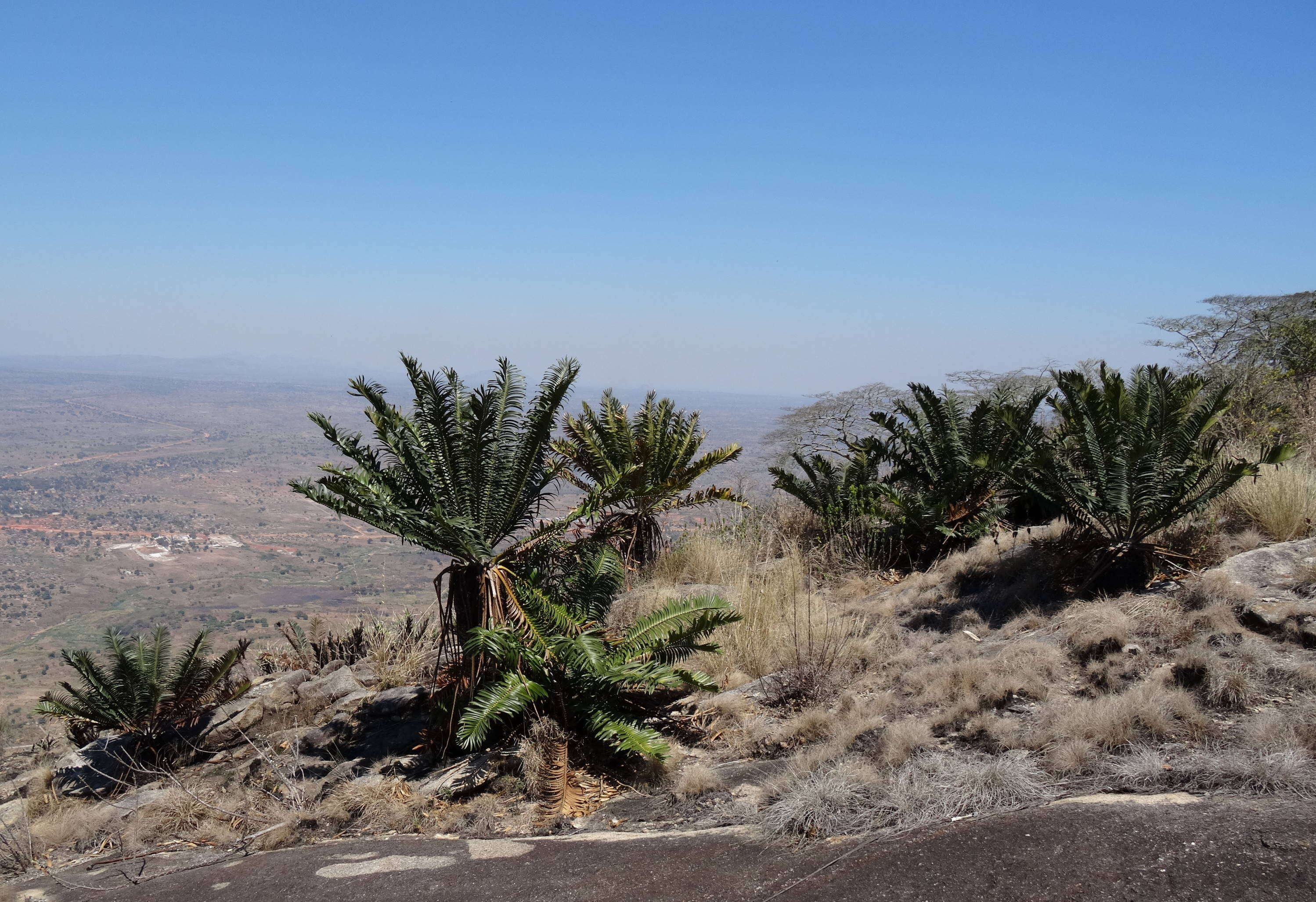 Image of Turner's Cycad