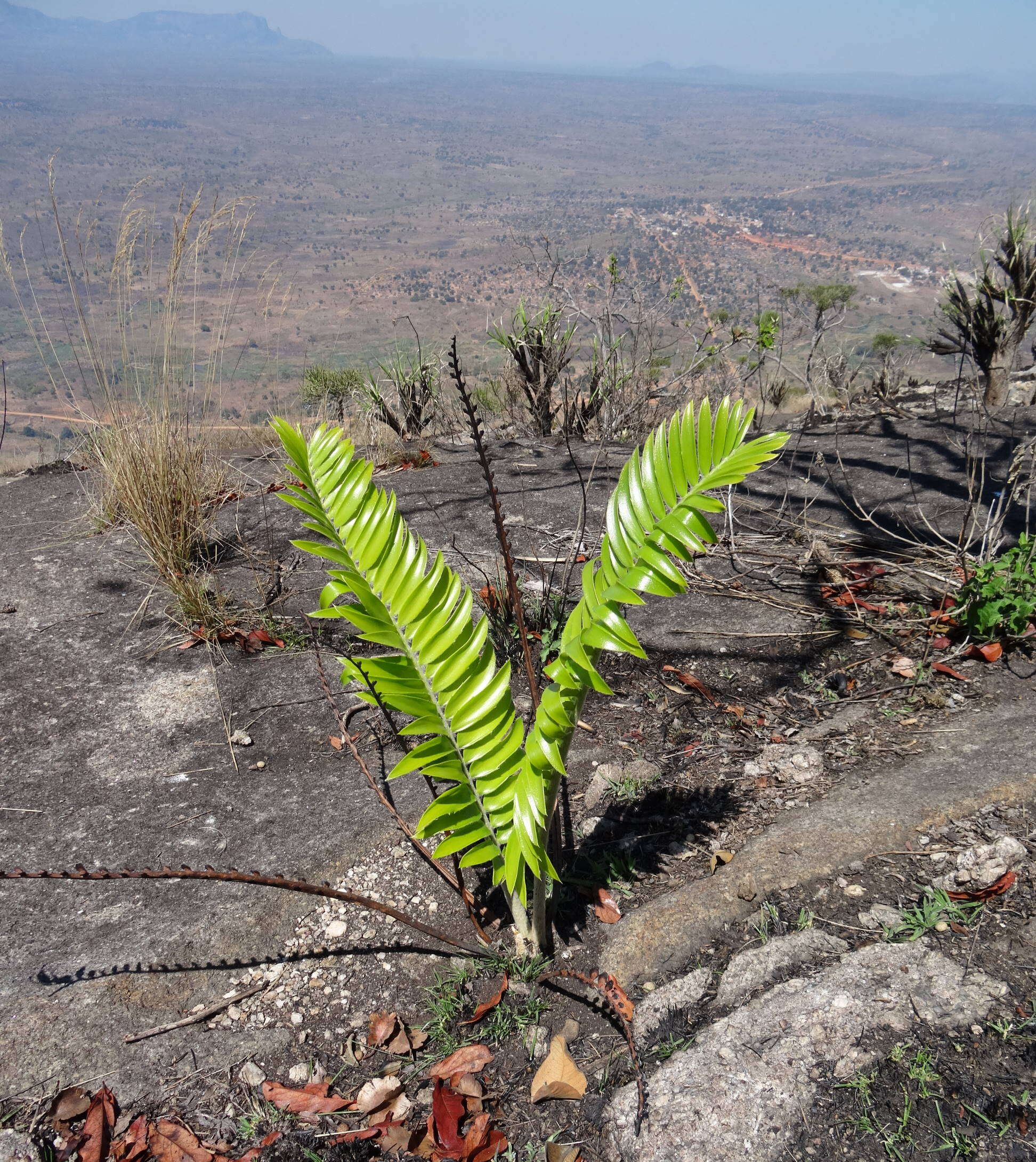 Image of Turner's Cycad