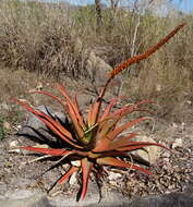 Image of Aloe mawii Christian