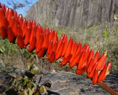 Image of Aloe mawii Christian