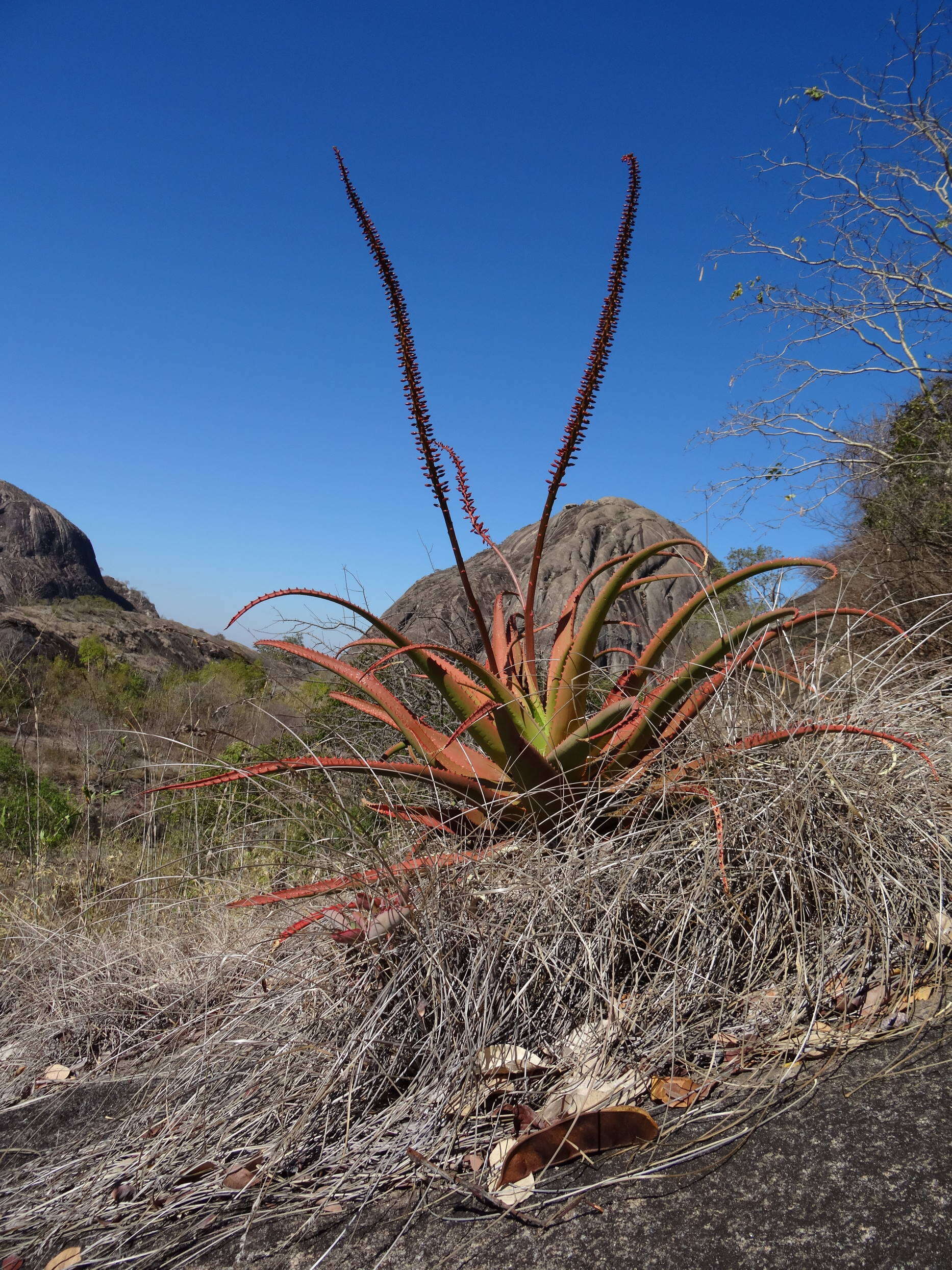 Image of Aloe mawii Christian