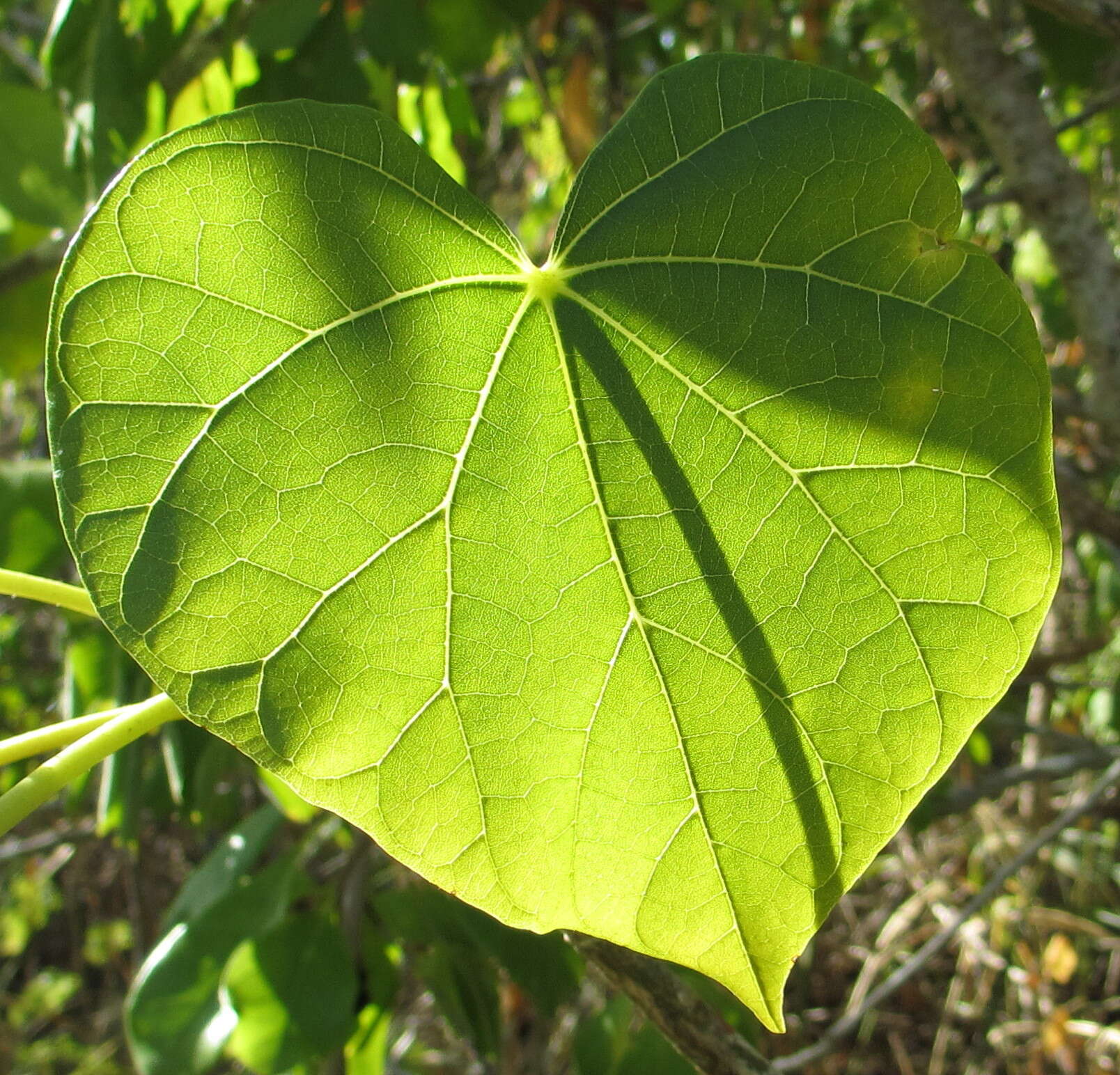 Image of Hildegardia migeodii (Exell) Kosterm.