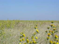 Imagem de Helianthus maximiliani Schrad.