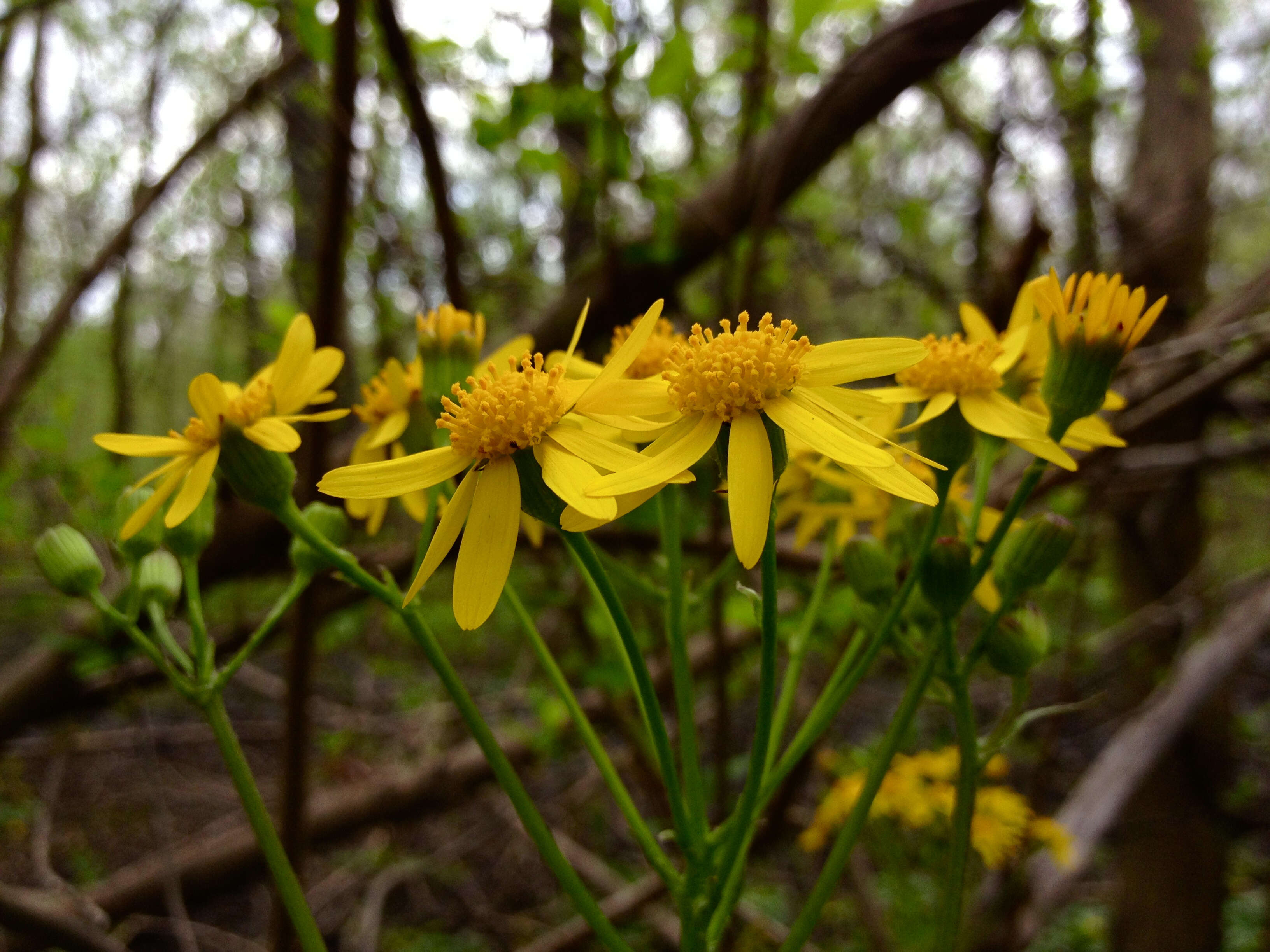 Image of golden ragwort