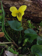 Image of downy yellow violet