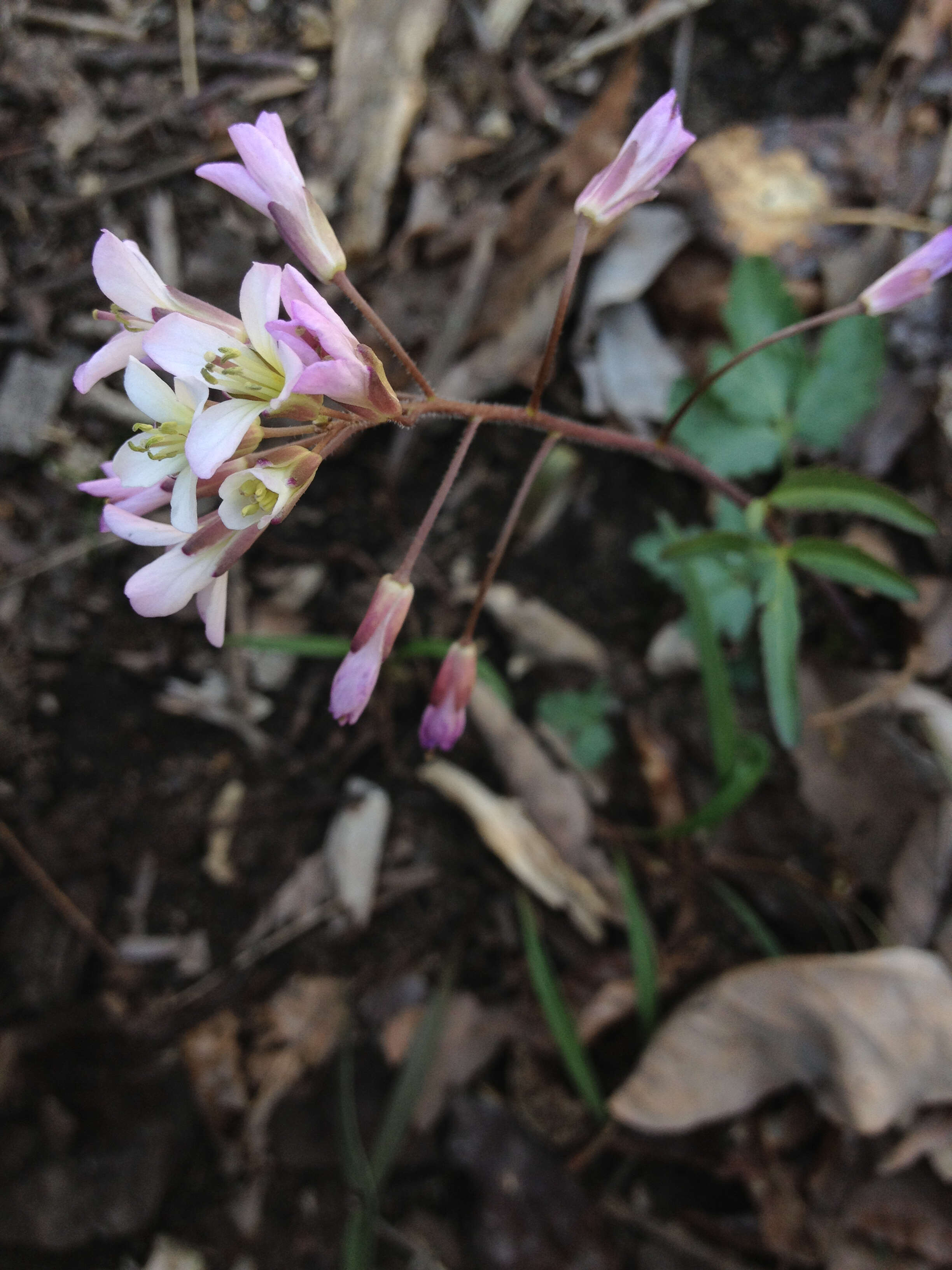 Imagem de Cardamine angustata O. E. Schulz