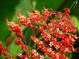 Imagem de Clerodendrum paniculatum L.