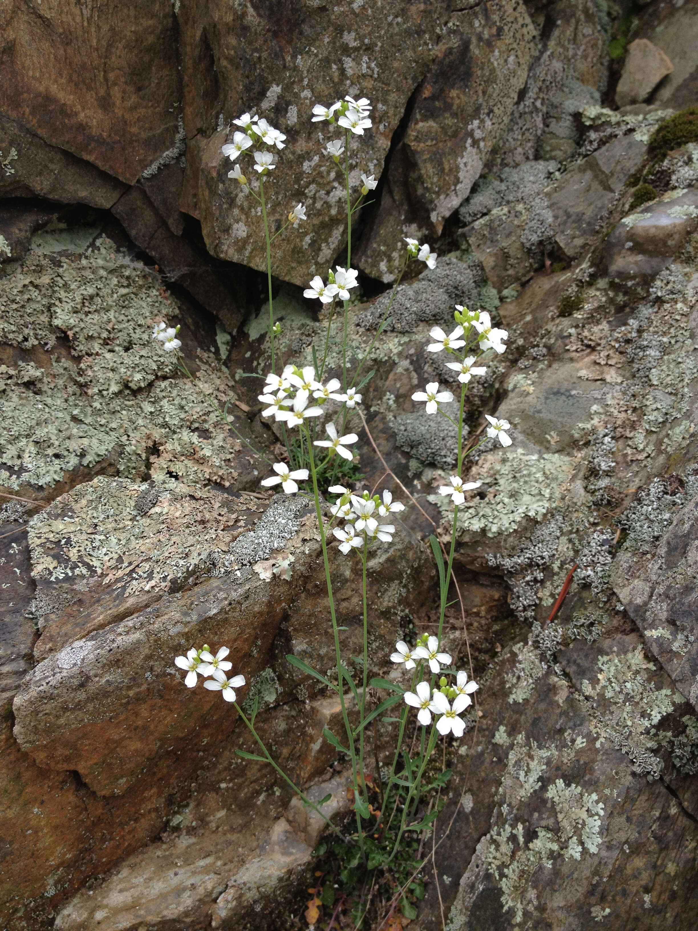 Sivun Arabidopsis lyrata (L.) O'Kane & Al-Shehbaz kuva