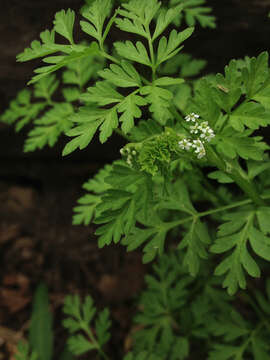 Image of spreading chervil