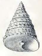Image of Tectus triserialis (Lamarck 1822)